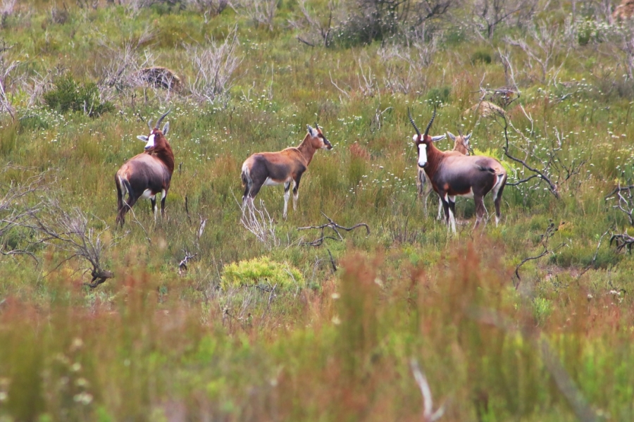 0 Bedroom Property for Sale in Kabeljauws Eastern Cape